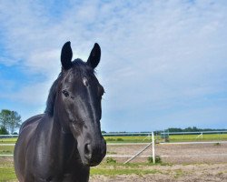 dressage horse Daliano 2 (Hanoverian, 2009, from Don Frederico)