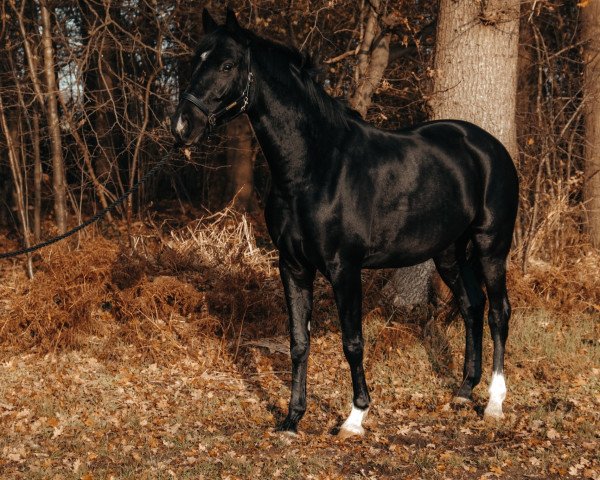 dressage horse Bentley (Westphalian, 2016, from Bretton Woods)