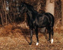 Pferd Bentley (Westfale, 2016, von Bretton Woods)