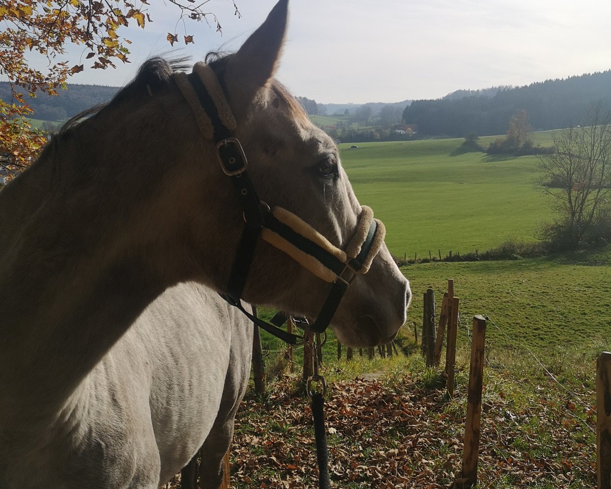 Springpferd FBW Icando (Deutsches Sportpferd, 2017, von Icare d'Olympe AA)