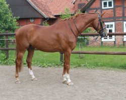 dressage horse Queensland 22 (Hanoverian, 2012, from Quaterhall)