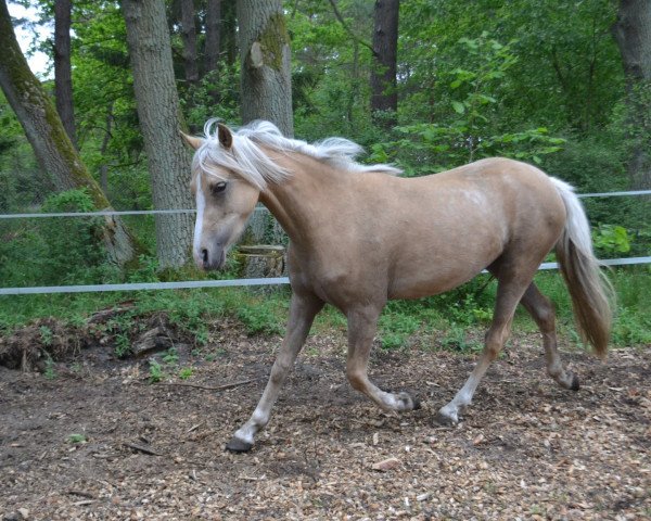 Pferd Lumina (Welsh-Cob (Sek. C), 2018, von White Moor Mikis)