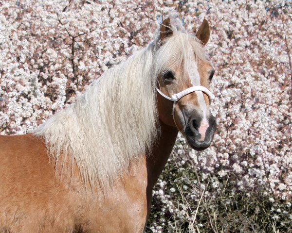 horse Moonlight (Haflinger, 2005, from Monday (3,125% ox))