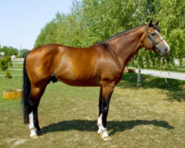 stallion Fantasme Courcelle (Selle Français, 1993, from Count Ivor xx)