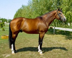 stallion Fantasme Courcelle (Selle Français, 1993, from Count Ivor xx)