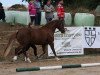 Zuchtstute Santas Juwel (Welsh-Cob (Sek. D), 2012, von Babalou)