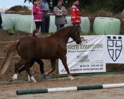 Zuchtstute Santas Juwel (Welsh-Cob (Sek. D), 2012, von Babalou)