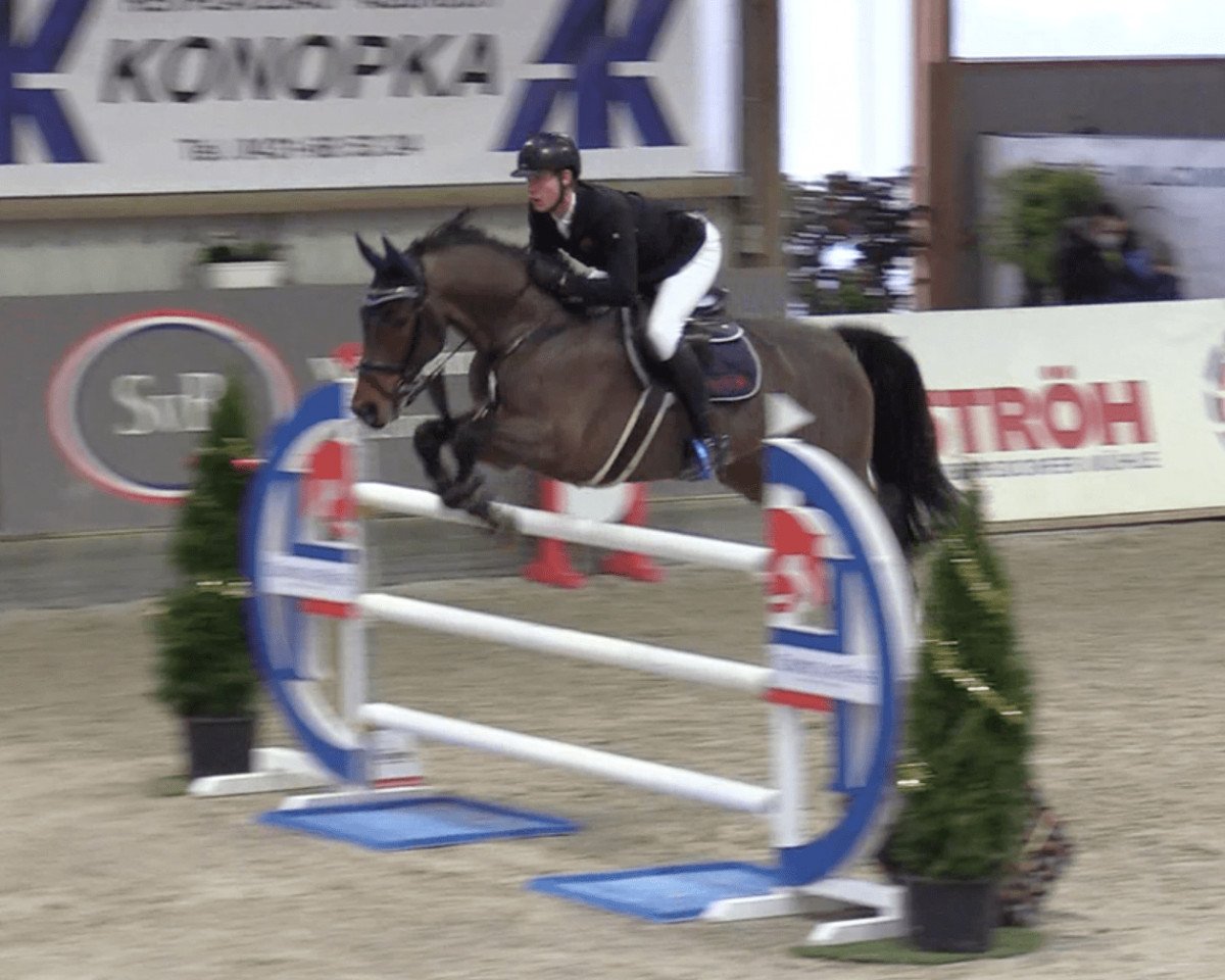 jumper Cedric 83 (Holsteiner, 2011, from Clarimo Ask)