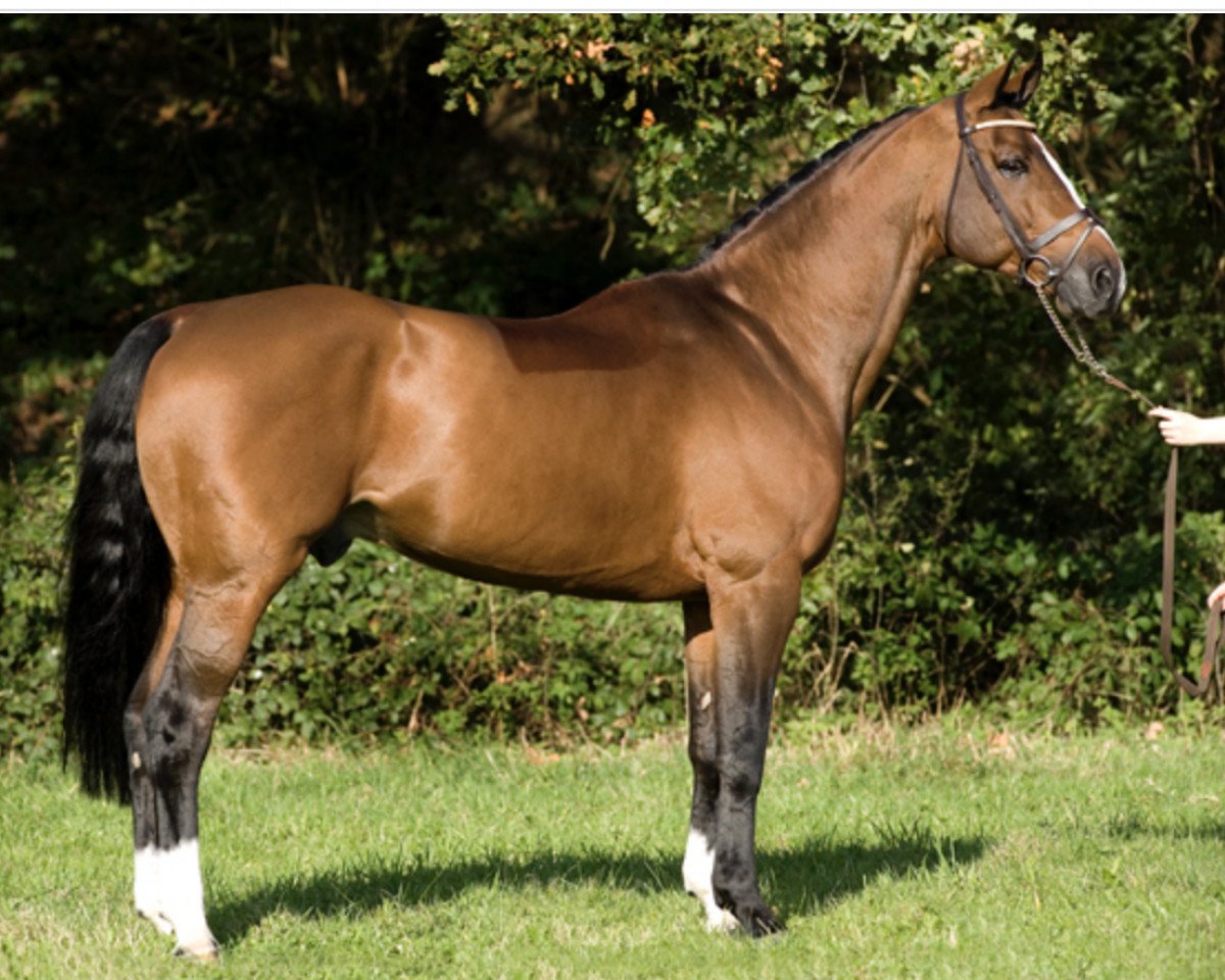 Deckhengst Non Stop R (Schwedisches Warmblut, 1995, von Lux Z)