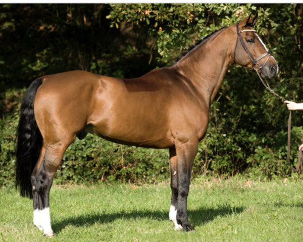 stallion Non Stop R (Swedish Warmblood, 1995, from Lux Z)