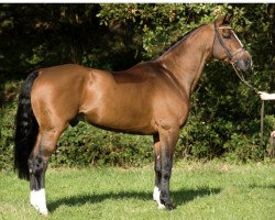 stallion Non Stop R (Swedish Warmblood, 1995, from Lux Z)