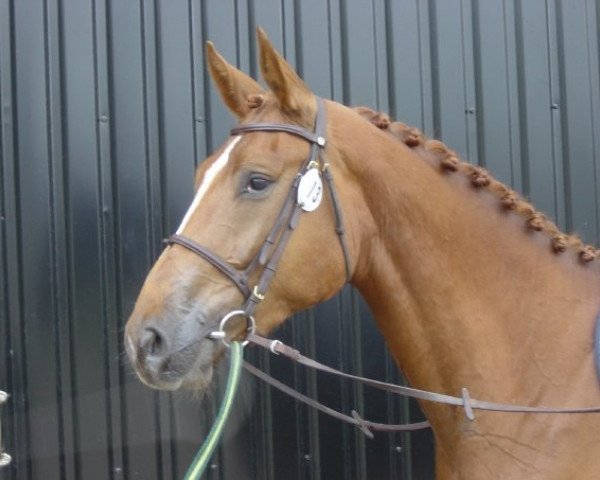 horse Kitt Katt (Swedish Warmblood, 2004, from Non Stop R)