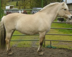 Zuchtstute Willow (Fjordpferd, 2009, von Fair Acres Ole)