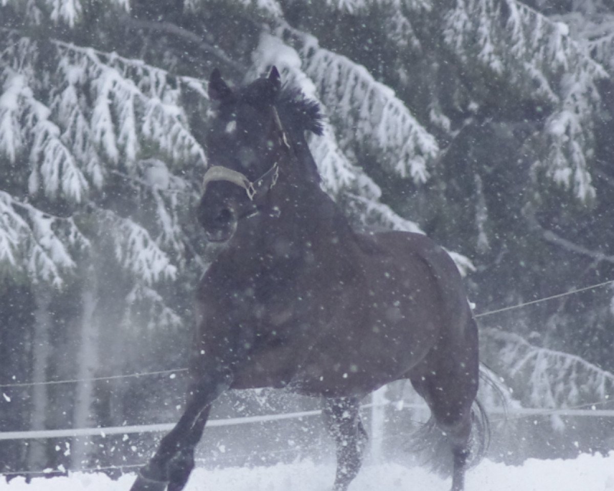 Zuchtstute Sunshine Lady 24 (Hessisches Warmblut, 2003, von Sandro Hit)