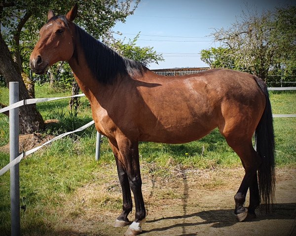 horse Brooke-Lynn (German Warmblood, 2002, from Burlaj Bej AA)