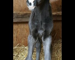 dressage horse Hengst von Very Black / Notre d`Amour (German Riding Pony, 2019, from Very Black)