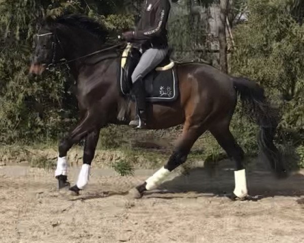 dressage horse Indigo (Trakehner, 2011, from Herbstbach)