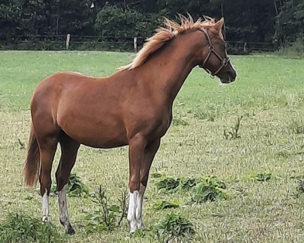 Pferd Red Fire (Deutsches Reitpony, 2019, von Störtebekers Paco)