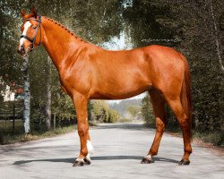 dressage horse Icare de Comtess (German Sport Horse, 2016, from Icare d'Olympe AA)