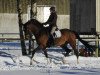 dressage horse Sir Obelix (Westphalian, 2010, from Son of Cologne)