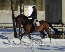 dressage horse Sir Obelix (Westfale, 2010, from Son of Cologne)