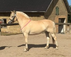 broodmare Hjorthøj's Unik (Fjord Horse, 2014, from Trollfin)