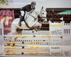 jumper Colt 26 (Oldenburg show jumper, 2010, from Cappucino)