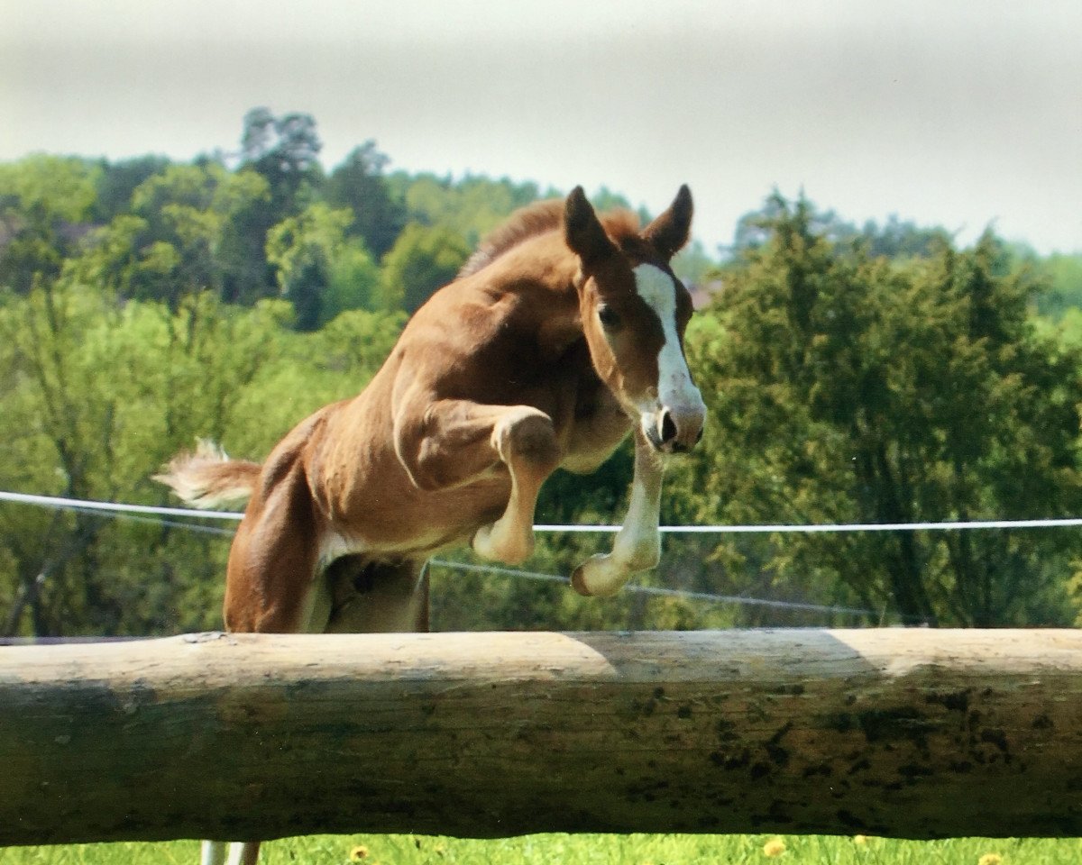 horse Killer boy (Swedish Warmblood, 2003, from Non Stop R)