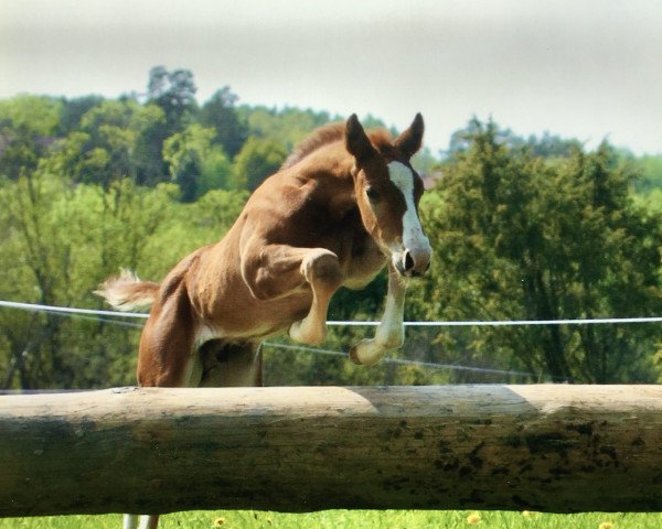 Pferd Killer boy (Schwedisches Warmblut, 2003, von Non Stop R)