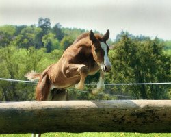 horse Killer boy (Schwedisches Warmblut, 2003, from Non Stop R)