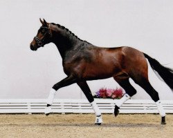 dressage horse Amador 15 (Oldenburg, 2018, from Apache)