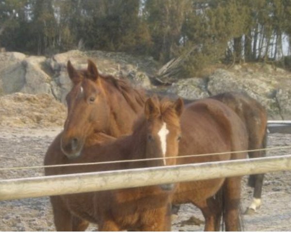 broodmare Kamaika (Belgian Warmblood, 1987, from Fantastique)