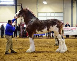 Pferd Somewhere Lady Ginger (Clydesdale, 2013, von Willow Way Firestone)