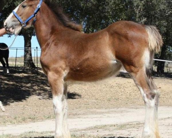 horse Somewhere Jilly Sue (Clydesdale, 2013, from Willow Way Firestone)