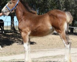 Pferd Somewhere Jilly Sue (Clydesdale, 2013, von Willow Way Firestone)