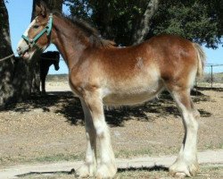 horse Somewhere Jenna Lee (Clydesdale, 2013, from Willow Way Firestone)