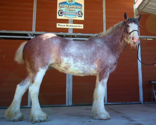 Pferd Somewhere Forever Fanny (Clydesdale, 2010, von Langbank Alexander Everlasting)