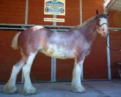 Pferd Somewhere Forever Fanny (Clydesdale, 2010, von Langbank Alexander Everlasting)