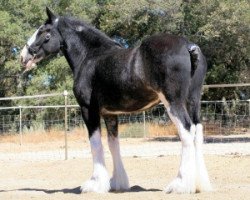 broodmare Somewhere Yankee's Sabrina (Clydesdale, 2005, from N.D.F. Buster)