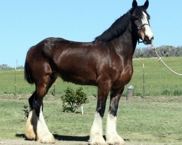 broodmare Somewhere Lady Katie (Clydesdale, 2003, from Armageddon's Lord Elijah)