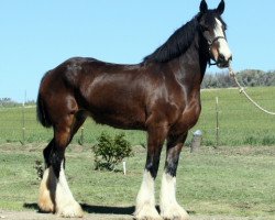 broodmare Somewhere Lady Katie (Clydesdale, 2003, from Armageddon's Lord Elijah)