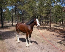 Pferd Somewhere Doc's Lady Lilly (Clydesdale, 2011, von Donegal Dr Pepper)