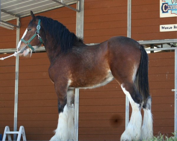 horse Somewhere Doc's Diesel (Clydesdale, 2012, from Donegal Dr Pepper)