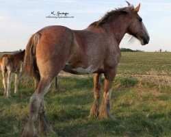 Zuchtstute Willow Way Havanna (Clydesdale, 2007, von Mapledoon's Sensation)