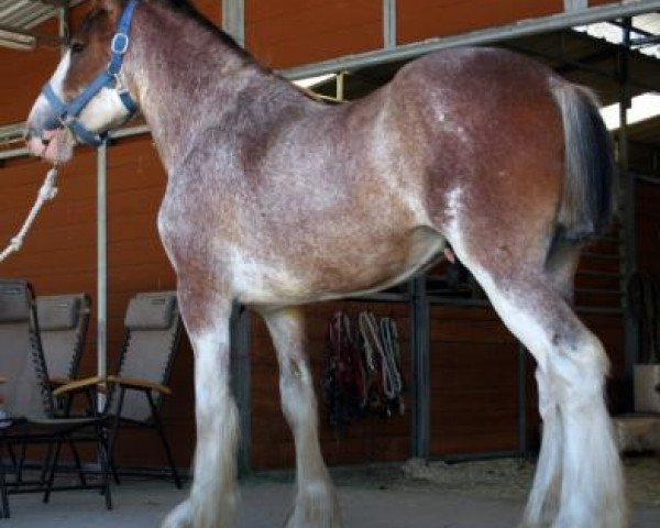 horse Somewhere Doc's Derby (Clydesdale, 2012, from Donegal Dr Pepper)