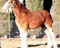 horse Somewhere Cody's Sansa (Clydesdale, 2016, from Somewhere Yankee's Cody)