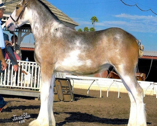 broodmare Somewhere Doc's Patty Ann (Clydesdale, 2010, from Donegal Dr Pepper)