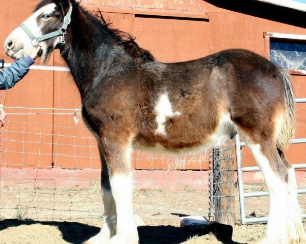 Pferd Somewhere Cody's Maccallum (Clydesdale, 2015, von Somewhere Yankee's Cody)