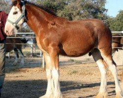 horse Somewhere Cody's Huck (Clydesdale, 2015, from Somewhere Yankee's Cody)