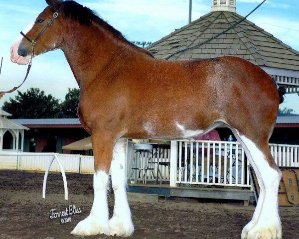 broodmare Thomas' Cassandra the Select (Clydesdale, 2006, from Grandeur's Bruce of Highland Farm)